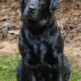 Entry image for Haribo