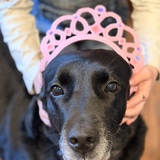 Entry image for Copper