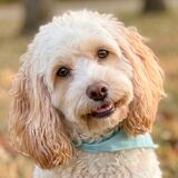 Entry image for Fluffles