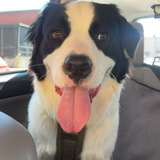 Entry image for Bogey