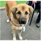 Entry image for Sage