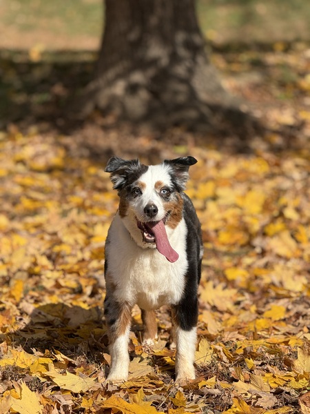 Entry image for Sandler. Clicking this image will show a larger photo