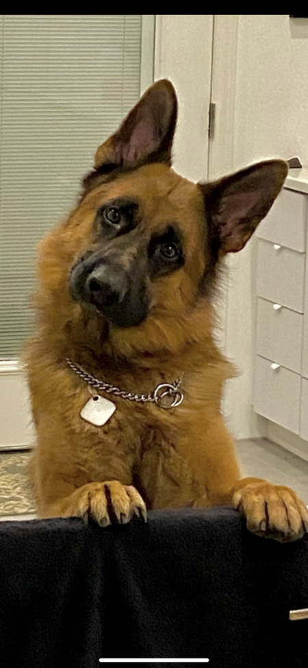 Entry image for Chief. Clicking this image will show a larger photo