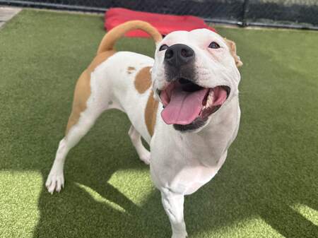 Entry image for Athena. Clicking this image will show a larger photo