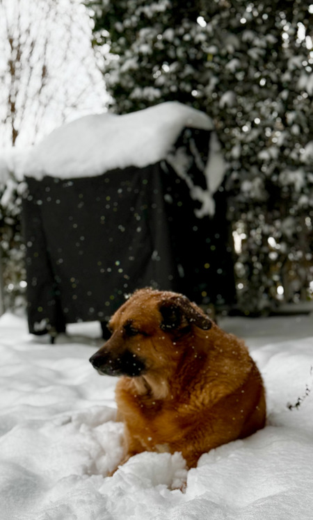 Entry image for Koda. Clicking this image will show a larger photo