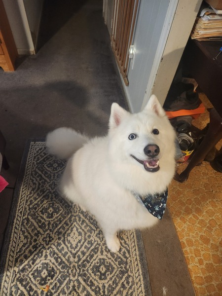 Entry image for Rocky. Clicking this image will show a larger photo