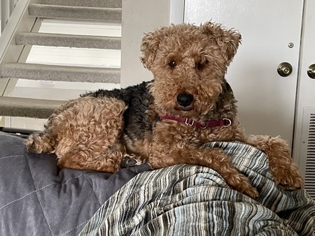 Entry image for Moose. Clicking this image will show a larger photo