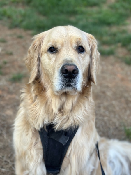 Entry image for Bogey. Clicking this image will show a larger photo