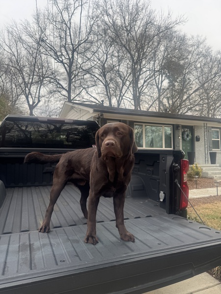 Entry image for Archie . Clicking this image will show a larger photo