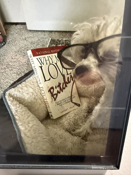 Entry image for Willow . Clicking this image will show a larger photo