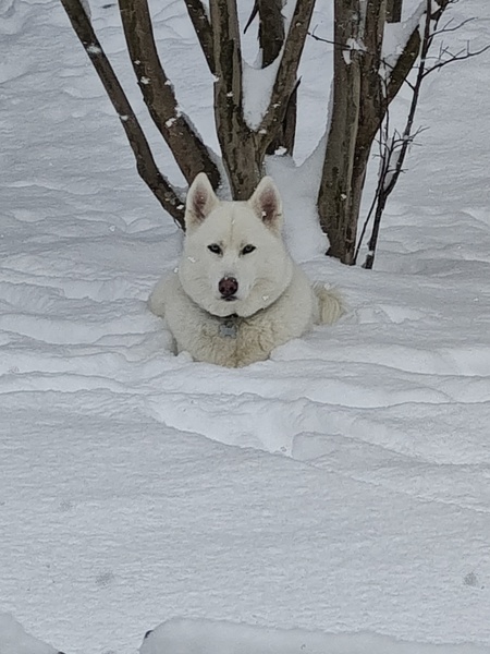 Entry image for Donte. Clicking this image will show a larger photo