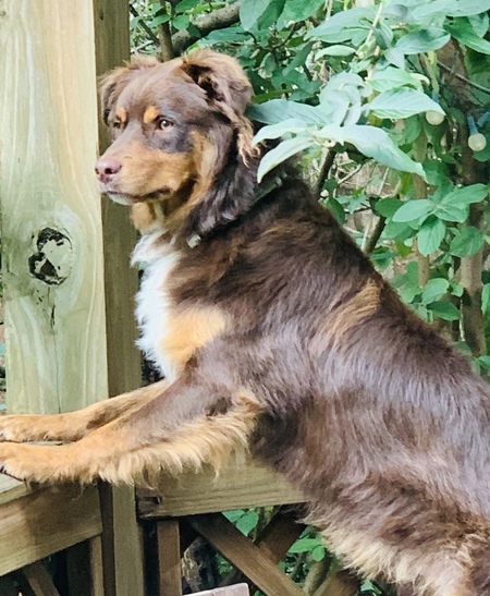 Entry image for Copper. Clicking this image will show a larger photo