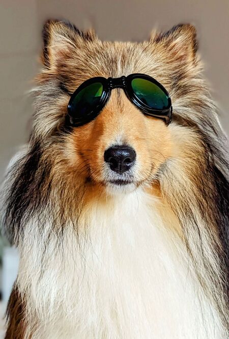 Entry image for Stanley. Clicking this image will show a larger photo