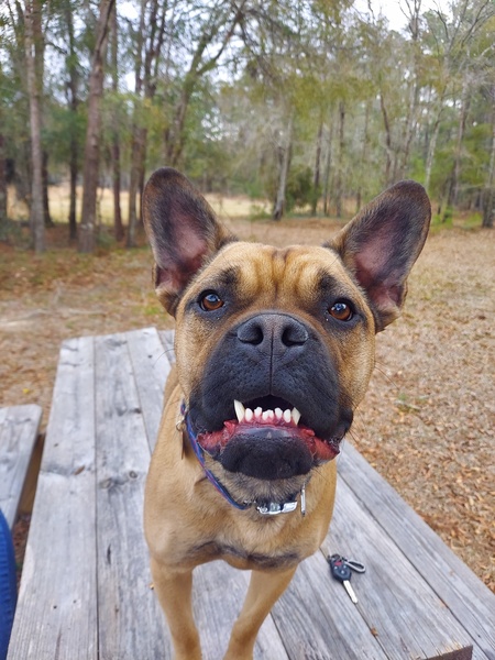 Entry image for Frankie. Clicking this image will show a larger photo