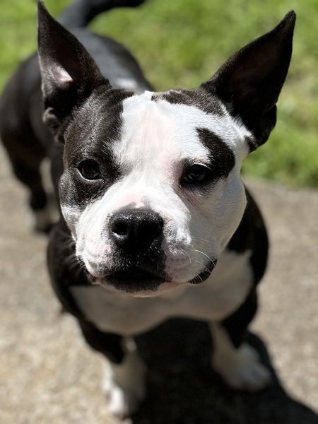 Entry image for Midgee. Clicking this image will show a larger photo