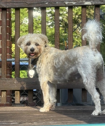 Entry image for Bear. Clicking this image will show a larger photo