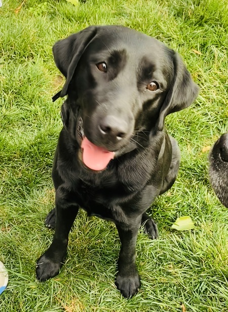 Entry image for Jolly Rancher. Clicking this image will show a larger photo