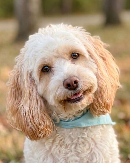 Entry image for Fluffles. Clicking this image will show a larger photo