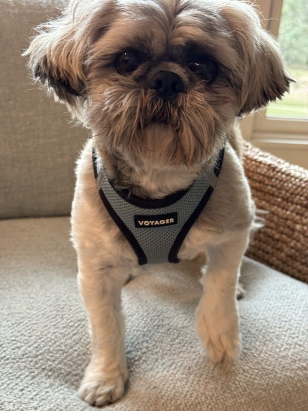 Entry image for Chester. Clicking this image will show a larger photo