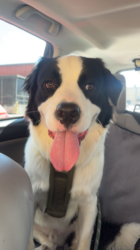 Entry image for Bogey. Clicking this image will show a larger photo