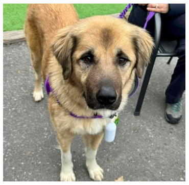 Entry image for Sage. Clicking this image will show a larger photo