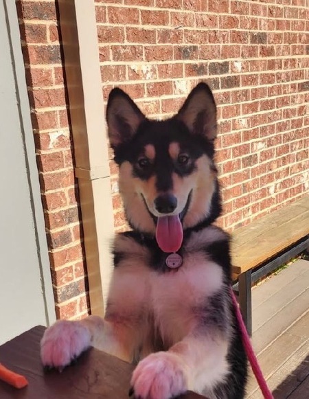 Entry image for CoCo Chanel . Clicking this image will show a larger photo