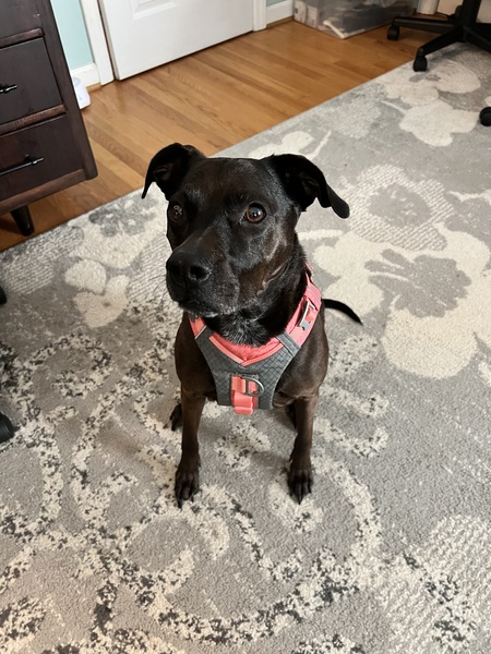 Entry image for Aurora. Clicking this image will show a larger photo