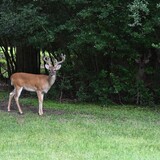 Entry image for Ghost Deer