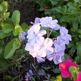 Entry image for Plumbago