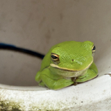 Entry image for Green Frog