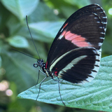 Entry image for Postman Butterfly