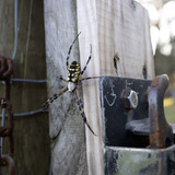 Entry image for Garden Spider