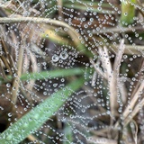 Entry image for Water Droplets on Spider Web