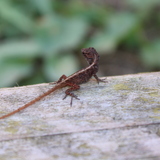 Entry image for Baby Lizard