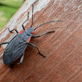 Entry image for Red Shouldered Bug