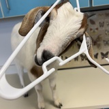 Entry image for The GOAT goes to school