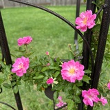 Entry image for Greeting Roses