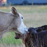Entry image for A Mother's Love