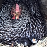 Entry image for Mothers love