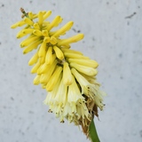 Entry image for Concrete Garden