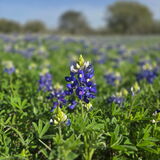 Entry image for Texas In Bloom