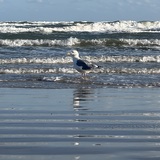 Entry image for Bird in the Ocean Waves 