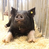 Entry image for Beauty, Not the Beast