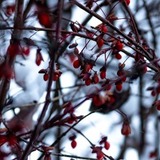 Entry image for Winter berries 