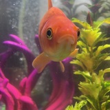 Entry image for No pouting allowed