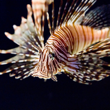 Entry image for Seems Fishy