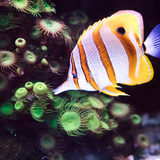 Entry image for Here Fishy, Fishy