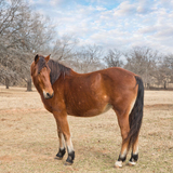 Entry image for Majestic