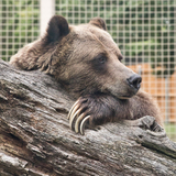 Entry image for Cuddly Bear