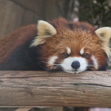 Entry image for Lazy Days